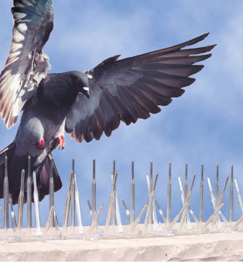 Bird Spikes in Bangalore - Murali Safety Nets is the Best